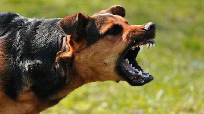 When dogs attack