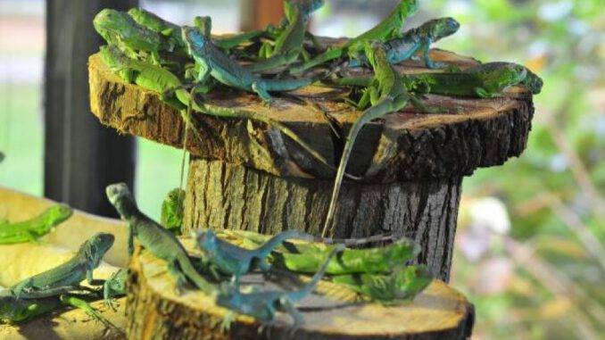iguana-yavrularina-ilgi-3450-dhaphoto2-5bf79f60c437d