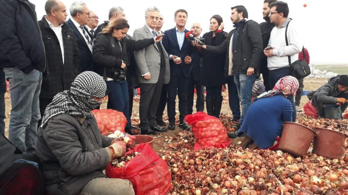 Polatlı Soğan İşçileri