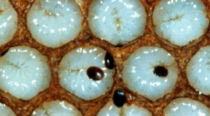 'Varroa' alarmı! Ölümler yüzde 40'a yükseldi