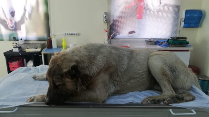 Vücuduna 150 saçma isabet eden köpek, yaşama tutunmaya çalışıyor