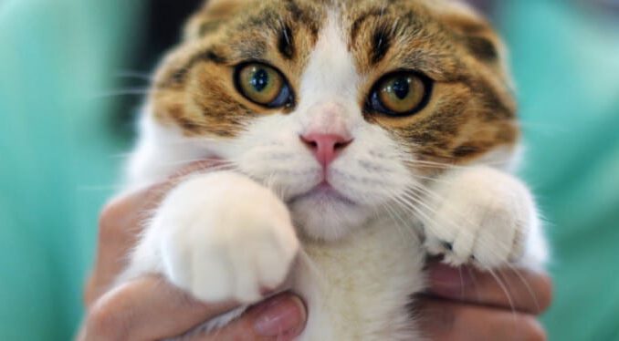 3 bin yavru denek kedi öldürüldü