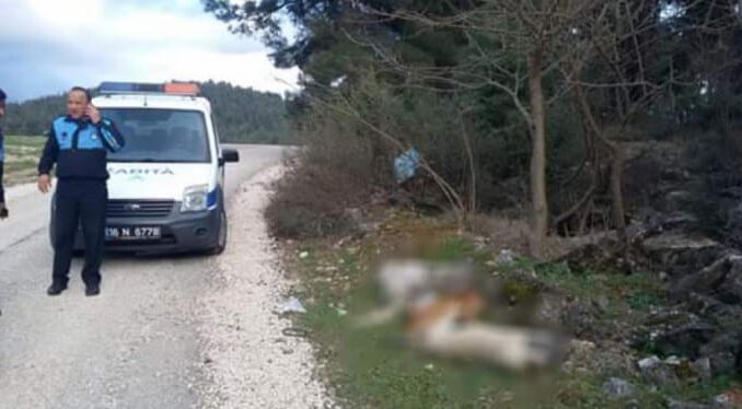 Bir vahşet haberi de Bursa'dan... Sokak köpekleri zehirlenerek öldürüldü