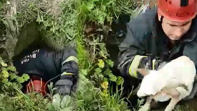 Bursa'da kuyuya düşen kuzuyu itfaiye kurtardı