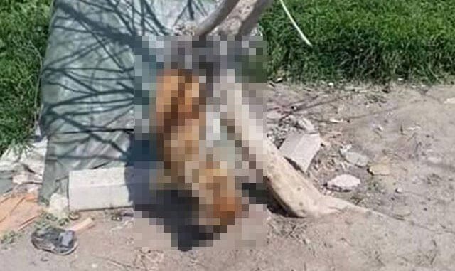 Köpek, iple ağaca asılarak öldürüldü