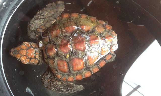 Plastik poşet yutan caretta caretta kurtarılamadı