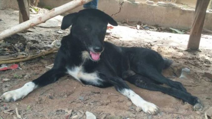 15 yaşındaki annesinin canlı canlı gömdüğü bebeği bir köpek kurtardı!
