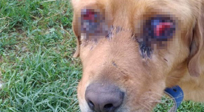 Gözleri oyulduğu iddia edilen köpek hasta çıktı