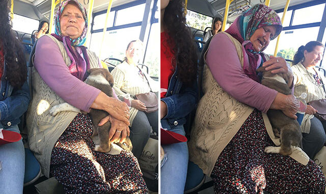 Günün En Şirin Fotoğrafı! Yavru Köpeğiyle Otobüse Bindi