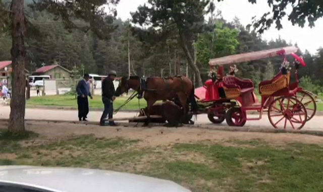 Abant'ta faytondaki at yorgunluktan yere yığıldı