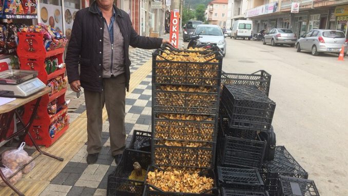 Ayı mantarı Bursa Keleslilerin yüzünü güldürdü