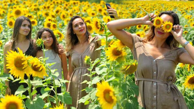 BBursa-Ayçiçeği-Tarlasında-Fotoğraf