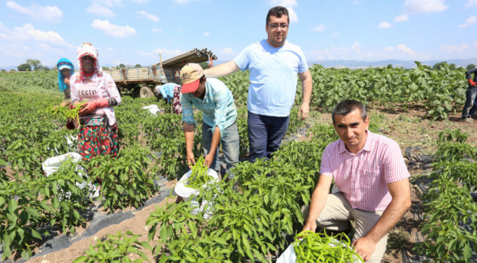 Bursa Yenişehir'de biber hasadı başladı