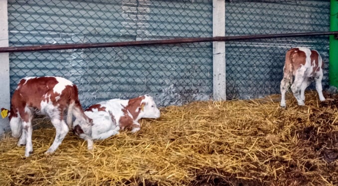 Bursa'da ender rastlanan doğum! 3 buzağı doğurdu