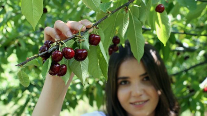 Bursa'da meyveler para etmeyince ağaçları sökülmeye başlandı