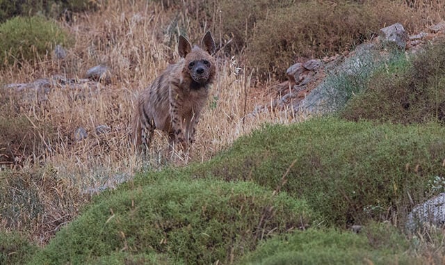 'Çizgili sırtlan' ve 'dağ ceylanı' Hatay'da görüntülendi