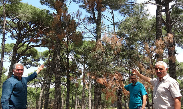 Koçarlı'da çam ağaçlarının suyunu böcek emiyor