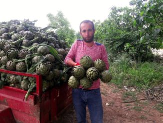 Bursa Yenişehir'de çiftçiler enginar ve ceviz üretimine yöneldi