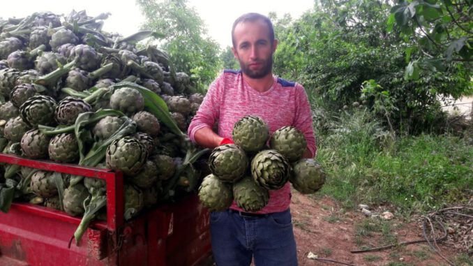 Bursa Yenişehir'de çiftçiler enginar ve ceviz üretimine yöneldi Bursa Yenişehir'de çiftçiler enginar ve ceviz üretimine yöneldi