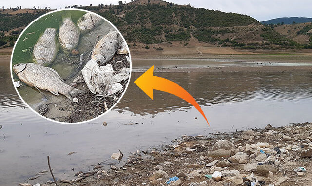Baraj gölünde toplu balık ölümleri
