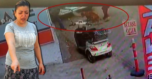 Caniler hamile kediyi pitbullun önüne atıp parçalattılar