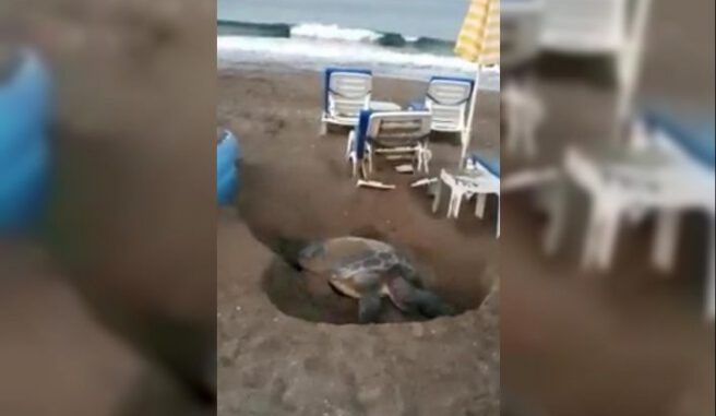 Deniz kaplumbağalarının yumurtlama alanına şezlong koydular