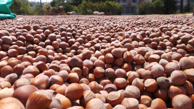 Fındık üreticisinin fiyat beklentisi 20 TL