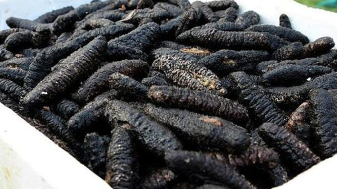Kaçak avcılar deniz patlıcanından bir gecede 20 bin lira kazanıyor