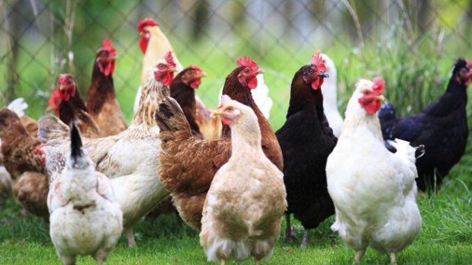 Kümes hayvanları ve süt ürünleri üretiminde azılma
