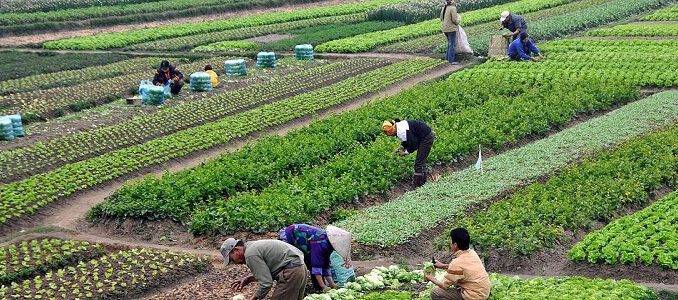 Tarım ürünleri üretici fiyatları Haziran'da düştü