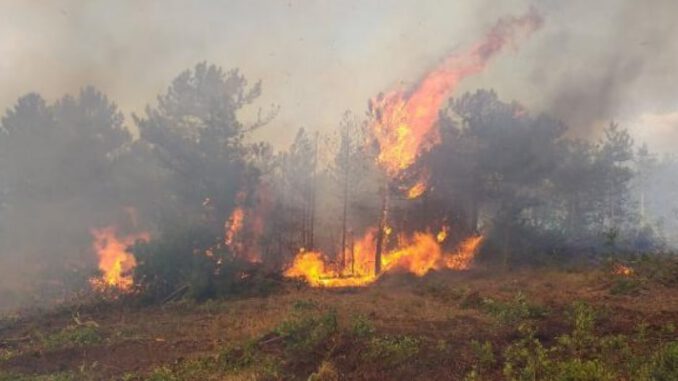 Alaçatı’da yangın çıktı