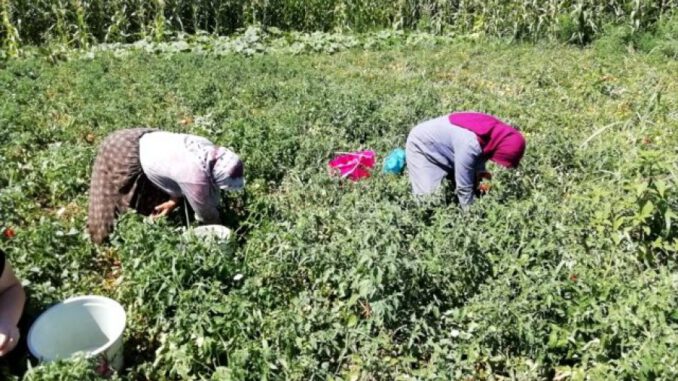 Bursa Yenişehir'de salçalık domates hasadı başladı