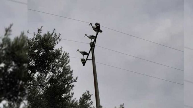 Bursa'da-göç-eden-leylekler-için-elektrikler-kesildi