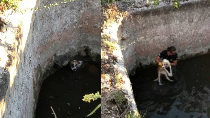 Bursa'da-sulama-havuzuna-düşen-köpek-kurtarıldı