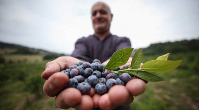 Bursa'da yaban mersininin kilogramı 30 liraya alıcı buluyor