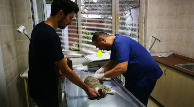 Bursa'daki Pitbull Dehşetine 7 bin 802 TL Para Cezası Verildi