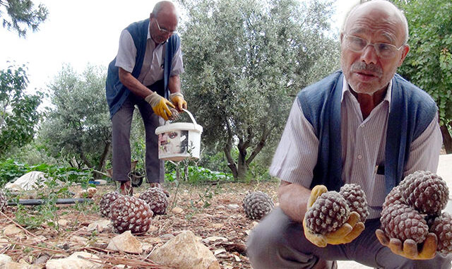 Gölgesi için diktiği ağaçtan para kazandı... 'Masrafı yok, ilacı yok...'