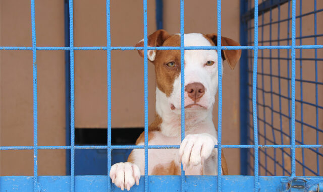 Pitbull saldırıyorsa kabahat sahibindedir