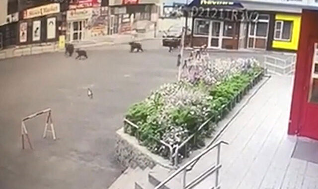 Şehre inen ayı ve yavrularını polis kovaladı