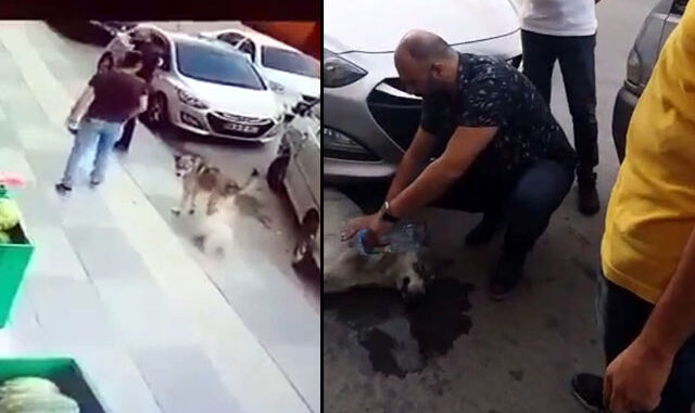 Sokak Köpeğine Tekme Atan 'Hayvansever'