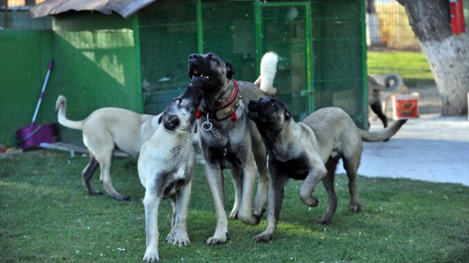 200-bin-liralik-kangal-yavrulari-icin-randevu-aliyorlar-2348-dhaphoto3-5d8b0f24a0ca8