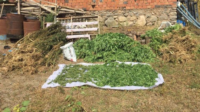 92 Kilogram Uyuşturucu İle Yakalandı Bahçeye Mısır Ektim, Esrar Çıktı