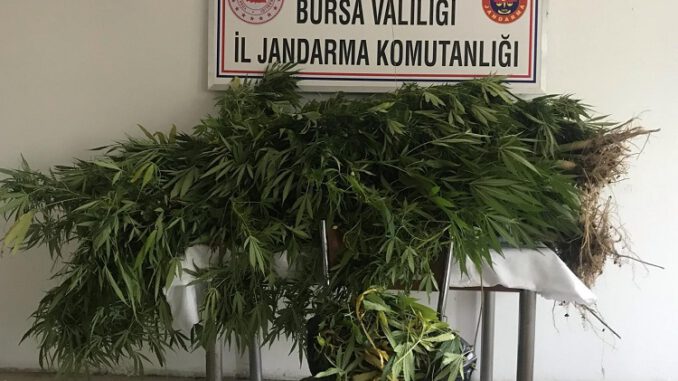 Bursa İznik'te Jandarmadan Uyuşturucu Operasyonu
