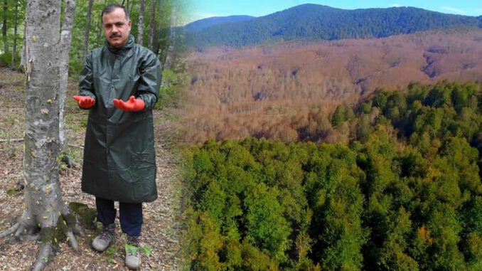 Bursa-Orman-Bölge-Müdürü'nden-AçıklamaTırtılların-Ormana-Zararları-Yok
