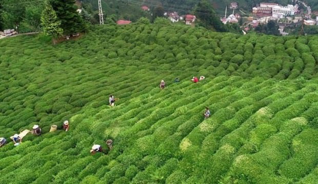 ÇAYKUR 721 bin ton yaş çay alımı yaptı