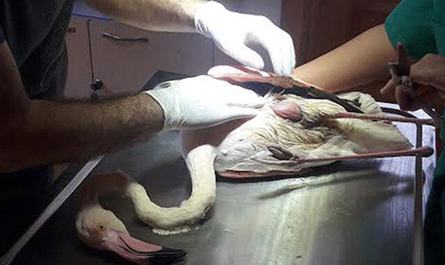 Silahla vurulan flamingoya tedavi