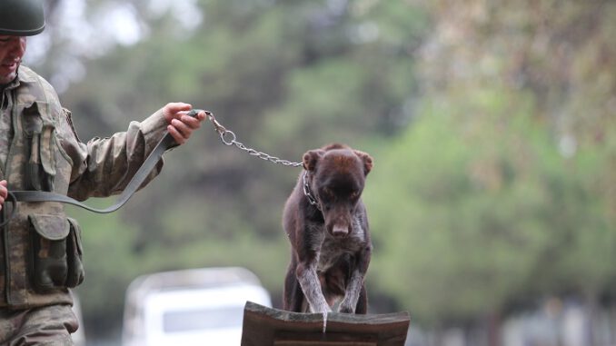 Zerdava Cinsi Köpekler Teröristlerin İzini Sürecek