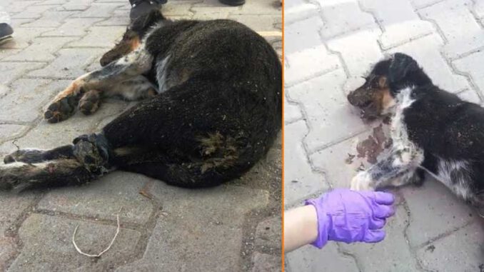 Bursa'da bacakları bağlanarak denize atılmış yavru köpeğin cesedi karaya vurdu!