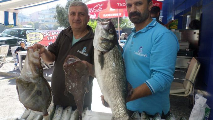 Bursa'da balıkçıların ağlarına 10 kiloluk levrek takıldı