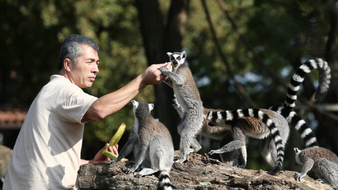 Dünya Lemurlar Günü’nde Bursa'da lemurlar ziyafet çektiler